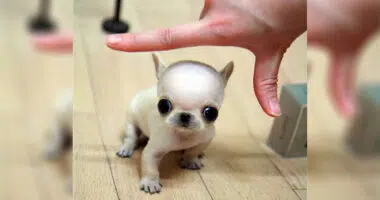 Why We Love the Micro Mini Chihuahua - Chihuacorner.com