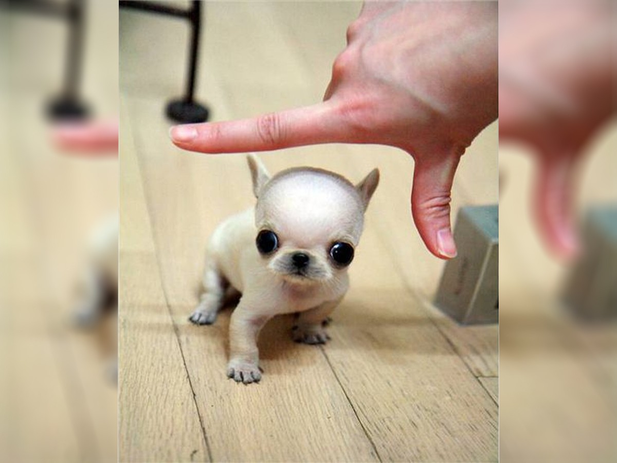 Read more about the article Why We Love The Micro Mini Chihuahua