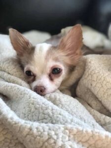 Read more about the article “Chihuahuas Are NOT Dogs. They Are Rodents!” 