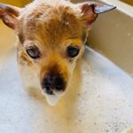 Toy Fox Terrier Outs Chi as World’s Oldest Dog