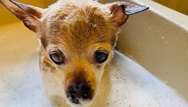 Bubbles Bath e1667566371848