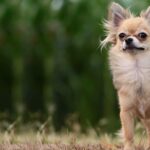 Can Chihuahuas Sleep Outside?