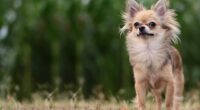 How to Train Your Chihuahua Dog to Not Whine