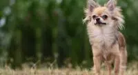 How to Train Your Chihuahua Dog to Not Whine