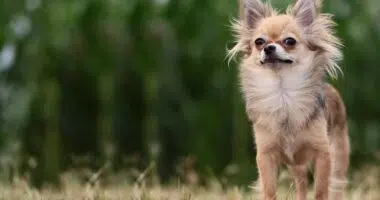How to Train Your Chihuahua Dog to Not Whine