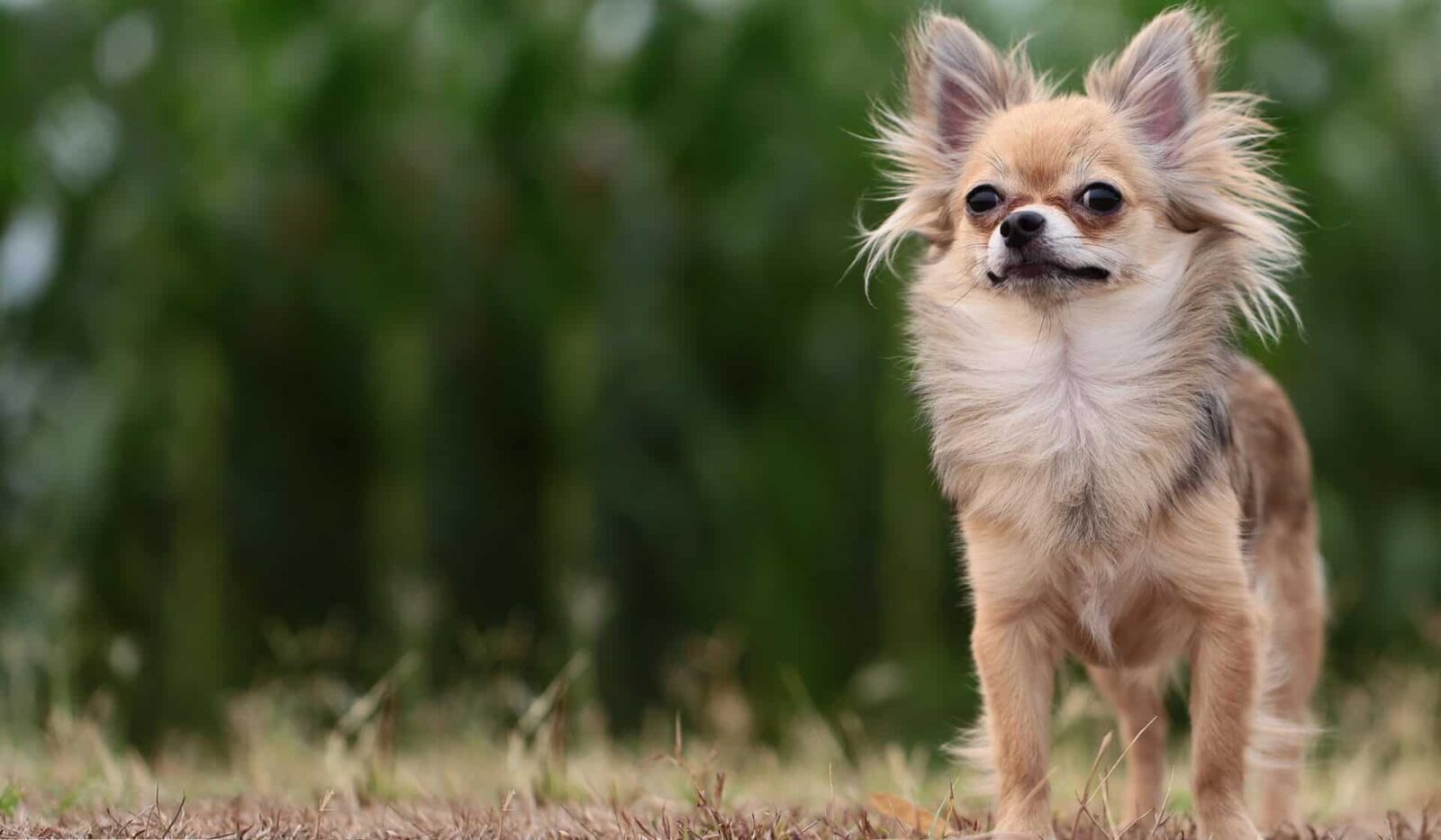 Read more about the article Can Chihuahuas Sleep Outside?