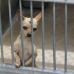 Shelter Said This Dog Was Too ‘Mean’ To Find A Family