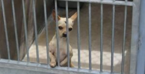 Read more about the article Shelter Said This Dog Was Too ‘Mean’ To Find A Family