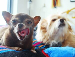 Read more about the article Cute Chihuahua Mixes You’ve Gotta See