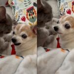 Sweet Kitty who melts the heart of an Ole Senior’s Chihuahua