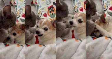 Cat and Chihuahua