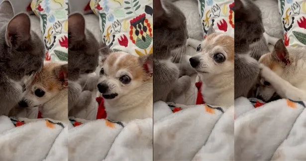 Cat and Chihuahua