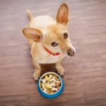 Laughter as Chihuahua Refuses to Eat Dinner Unless It’s Made ‘Human Style’