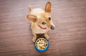 Read more about the article Laughter as Chihuahua Refuses to Eat Dinner Unless It’s Made ‘Human Style’