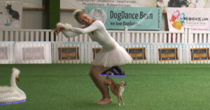 Read more about the article Chihuahua and owner dazzle the immaculate “Swan Lake” crowd