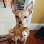 Does Your Chi Whine And Carry A Toy Around In Her Mouth?