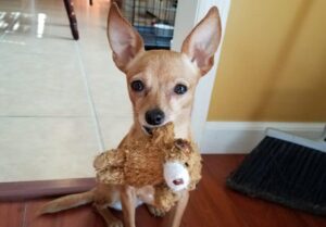 Read more about the article Does Your Chi Whine And Carry A Toy Around In Her Mouth?