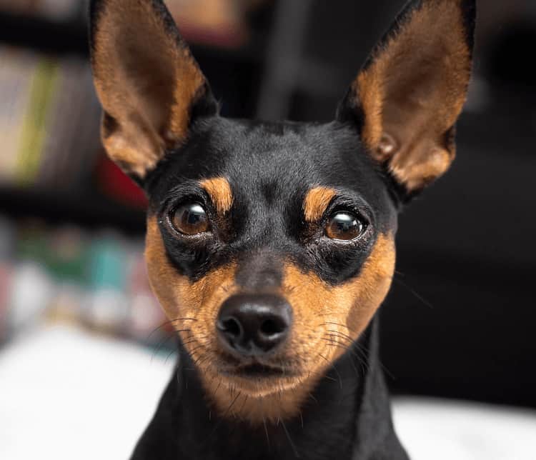 Chihuahua mixed breeds: Charming, Brave and Powerful