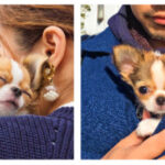 Here’s why you should hug your Chihuahua more often