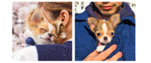 Read more about the article Here’s why you should hug your Chihuahua more often