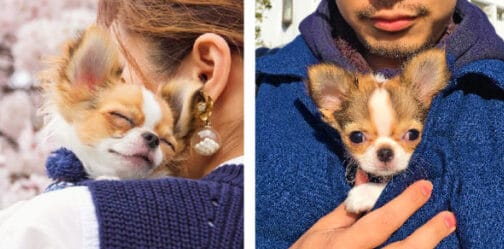 Here's why you should hug your Chihuahua more often 1 image 22 3 e1668001874800