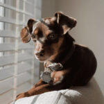 Chihuahua Dachshund Mix: The Weenie Chiweenie