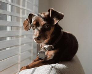 Read more about the article Chihuahua Dachshund Mix: The Weenie Chiweenie