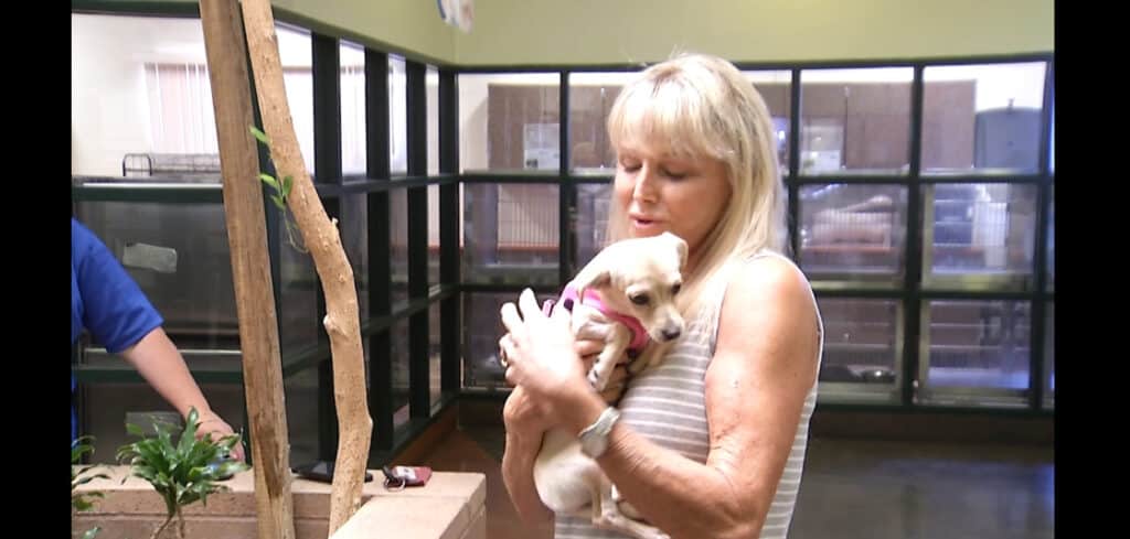 Chihuahua Puppy Shot with Arrow Welcomed into New Home 1 image 54 1 1024x489 1