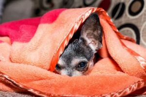 Read more about the article Things Chihuahua Owners Are Sick Of Hearing