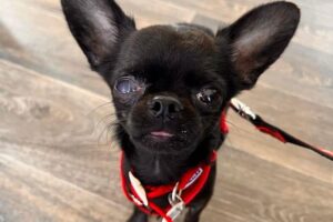 Read more about the article Chihuahua was found in such a bad state that he walked like a spider