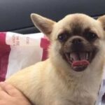 Missing chihuahua found 100 miles from home after three months