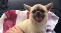 Missing chihuahua found 100 miles from home after three months 2 Screenshot 2