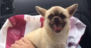 Read more about the article Missing chihuahua found 100 miles from home after three months