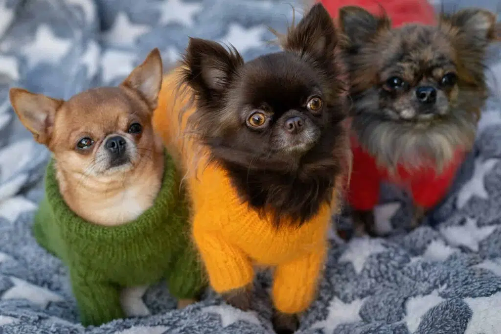 Three Chihuahuas secret meeting goes viral