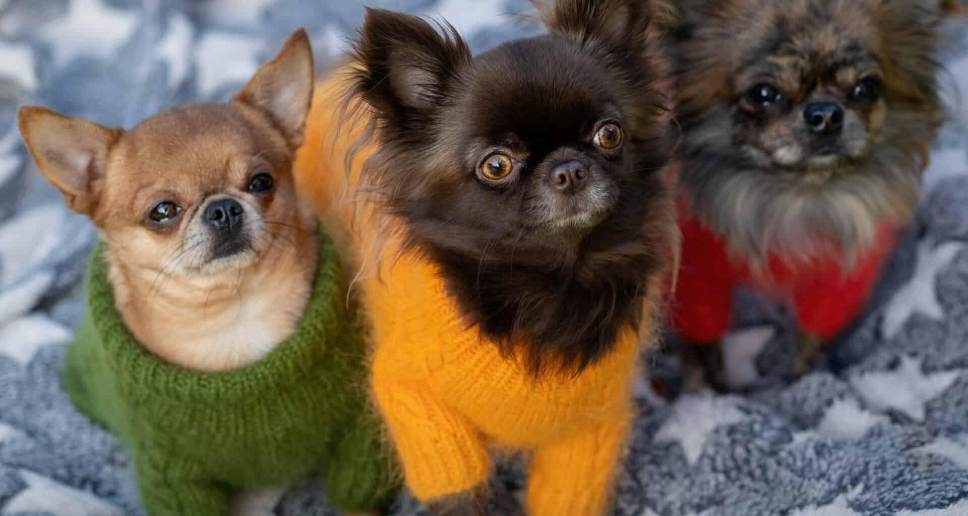 Three Chihuahuas Meet Behind Owner's Back 1 three chihuahuas secret meeting goes viral