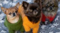 three chihuahuas secret meeting goes viral