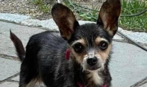 Read more about the article A Home for a Chihuahua that Hates Everyone