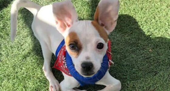 272902292 101164752490886 3904562865203318298 n e1674700635692