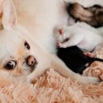 We Have Babies: Caring for Your Pregnant Chihuahua