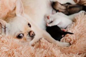 Read more about the article We Have Babies: Caring for Your Pregnant Chihuahua