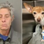 Woman Charged After Chihuahua Stabbing