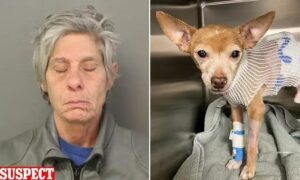 Read more about the article Woman Charged After Chihuahua Stabbing