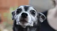 Chihuahua yells