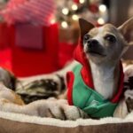 Victorian Christmas Chihuahua Pageant