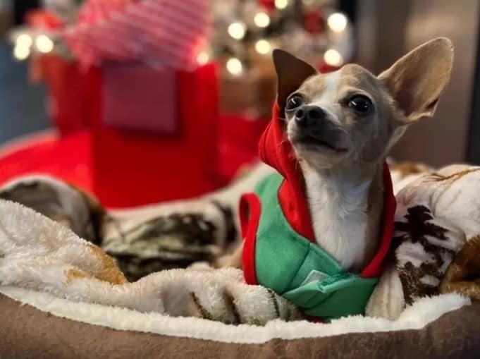 Read more about the article Victorian Christmas Chihuahua Pageant