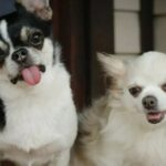 Chihuahua has a Support Dog for Hernia Treatment