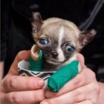 Tiny Chi Saved by Dundee Woman