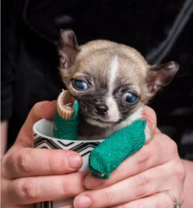 Read more about the article Tiny Chi Saved by Dundee Woman