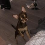 Chihuahua Puppy Was Stolen at Knifepoint