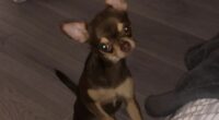 Chihuahua Puppy Was Stolen at Knifepoint 2 Screenshot 16